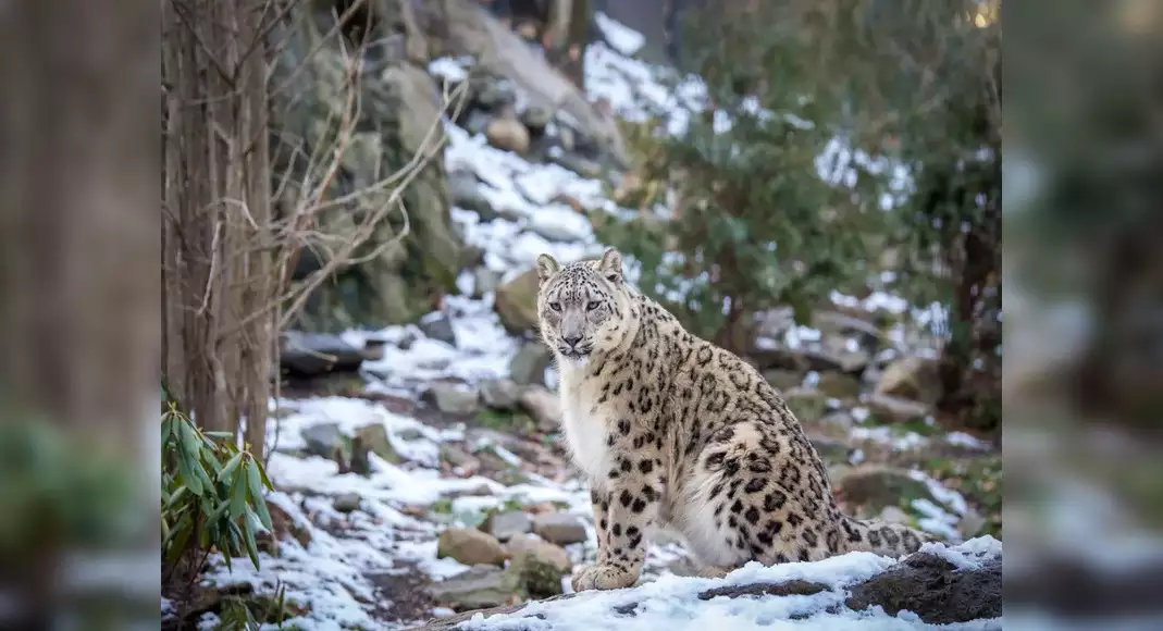 India home to 718 snow leopards; Ladakh highest with 477: SPAI report