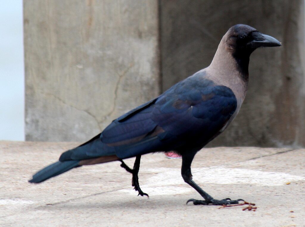 Indian crows