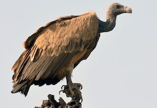 Vulture population decline in India