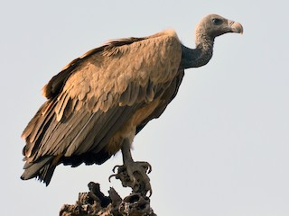 Vulture population decline in India