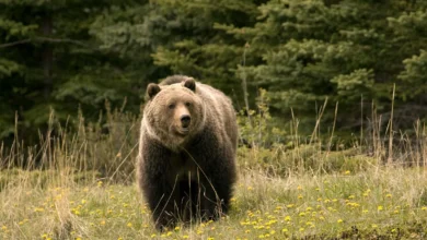 Grizzly bear Jasper National Park Canada Alberta