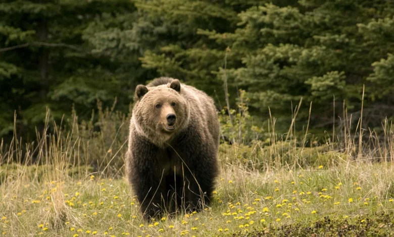 Grizzly bear Jasper National Park Canada Alberta