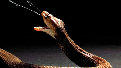 Nubian spitting cobra Naja nubiae ©Callum Mair The Trustees of the NHM