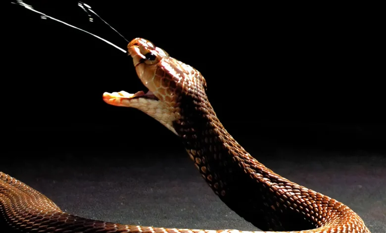 Nubian spitting cobra Naja nubiae ©Callum Mair The Trustees of the NHM