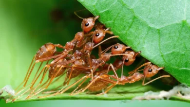 amputations on fellow ants