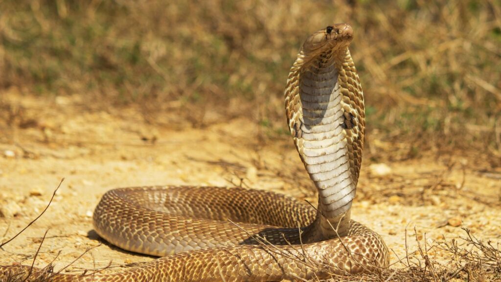 poisonous Cobra venom