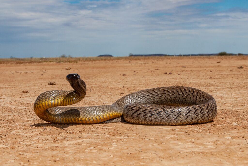 poisonous cobra venom.