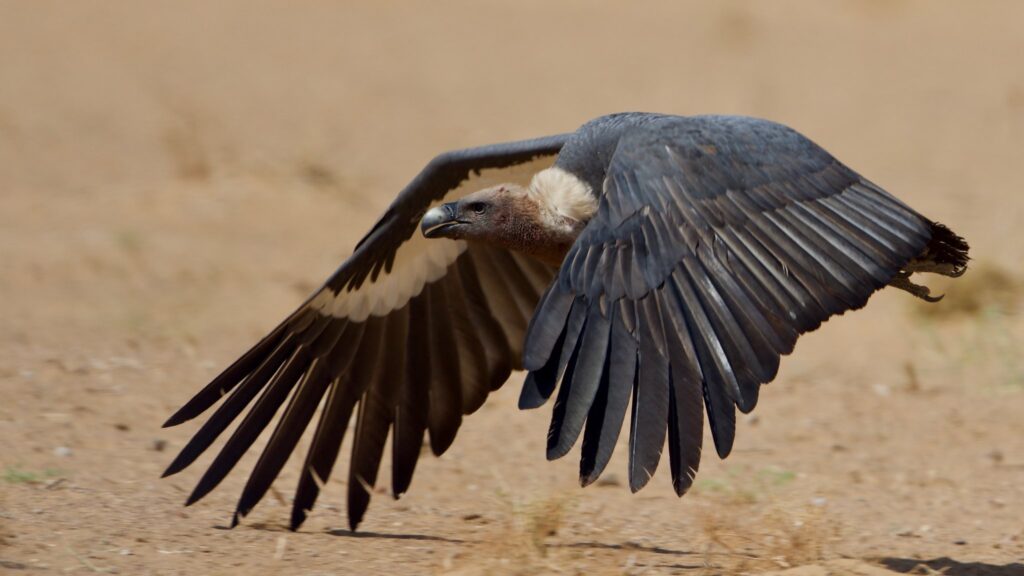 vulture population