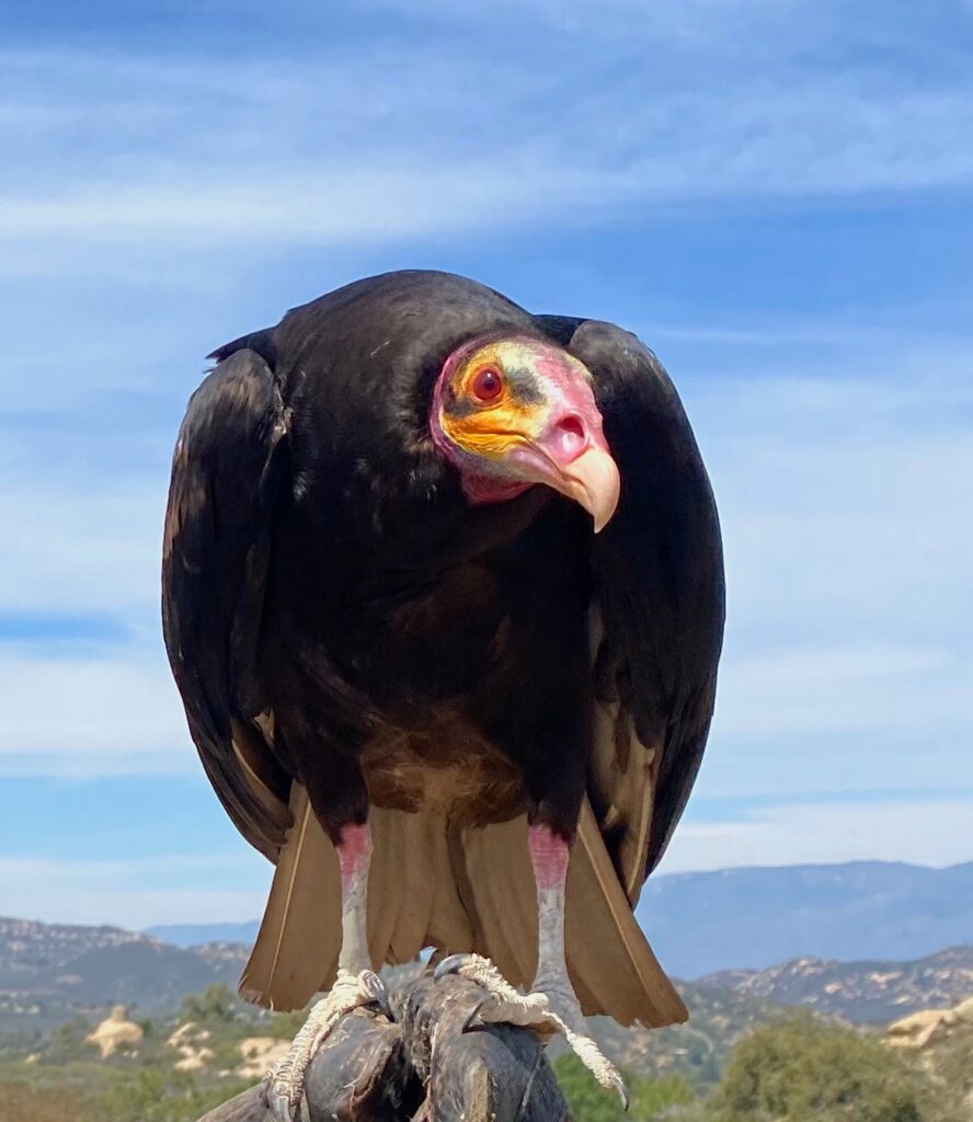 Vulture population decline in India