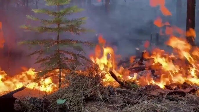 Park fire in California