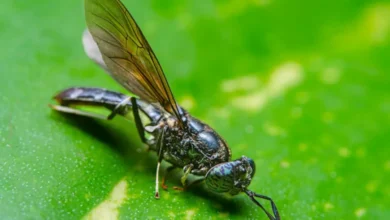 qufmtm2o black soldier flies 625x300 26 July 24