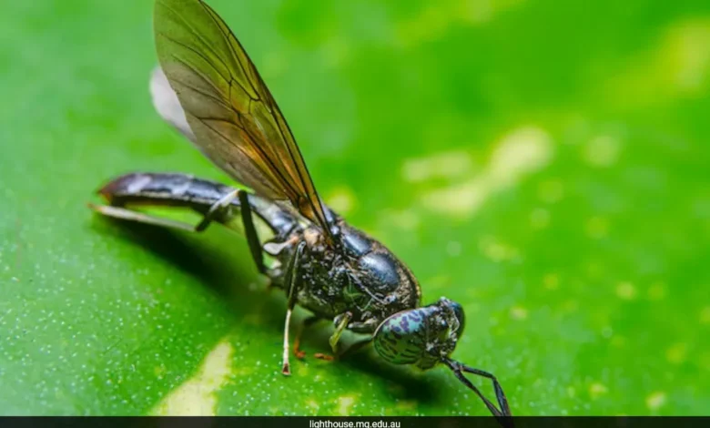 qufmtm2o black soldier flies 625x300 26 July 24