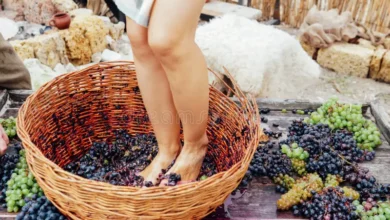 woman crushes her feet to grapes produce grape juice wine beautiful women s crush 202072545