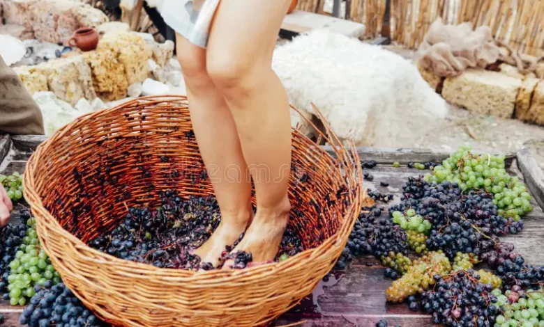 woman crushes her feet to grapes produce grape juice wine beautiful women s crush 202072545