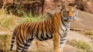 India's third largest Tiger reserve