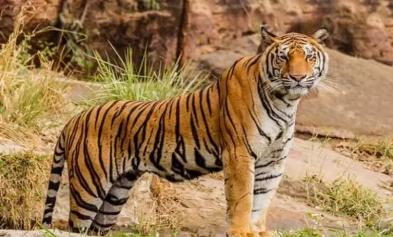 India's third largest Tiger reserve