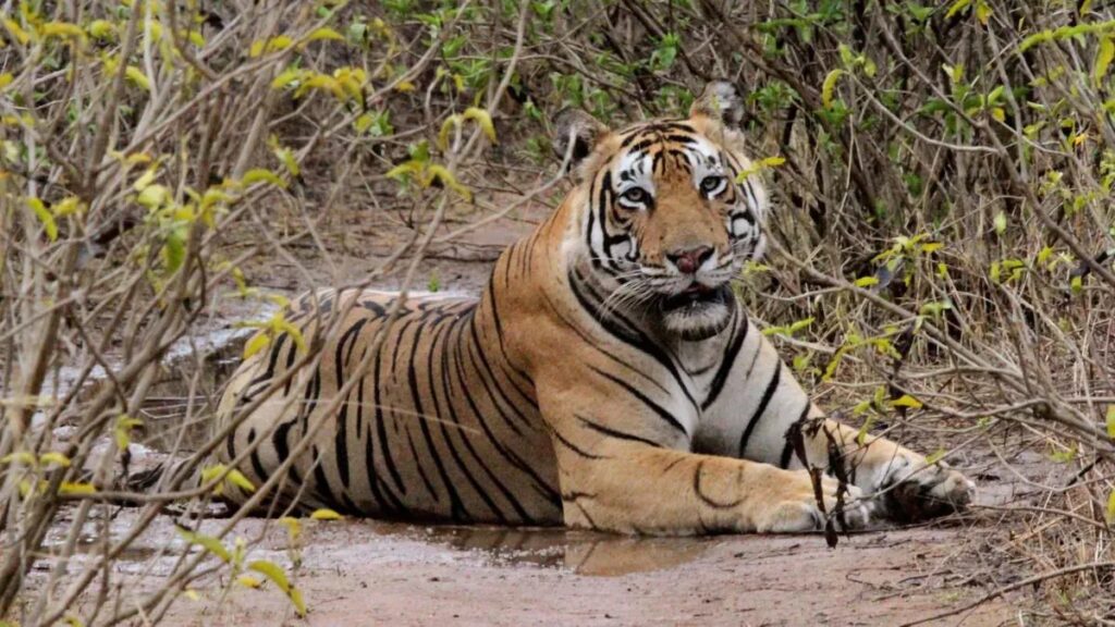 India's third largest Tiger reserve