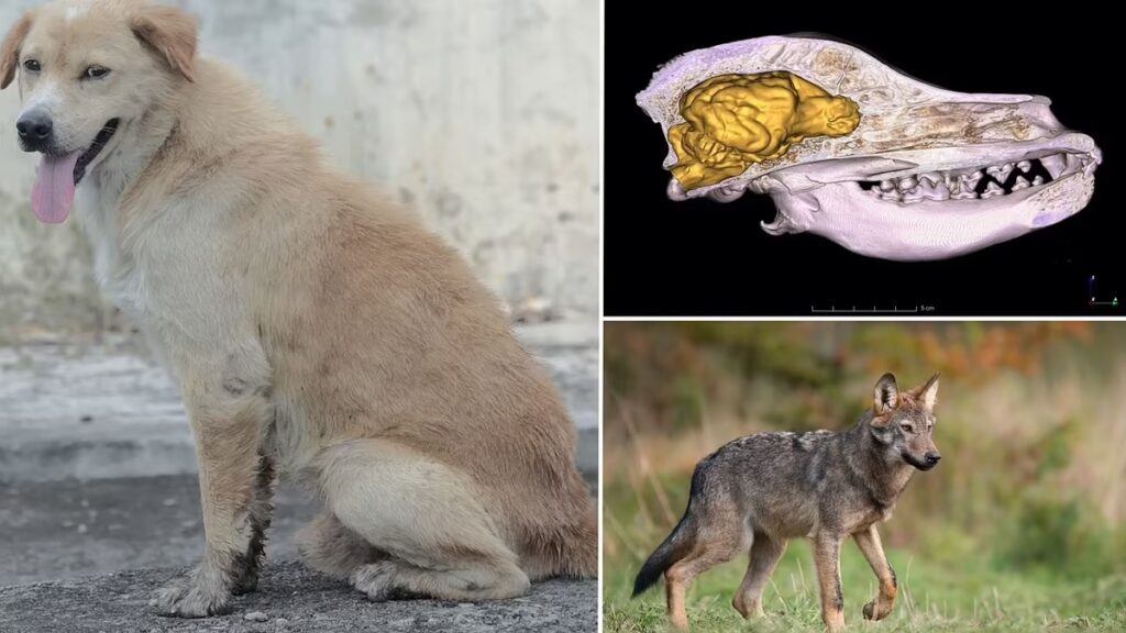 Domestic Dogs Brains