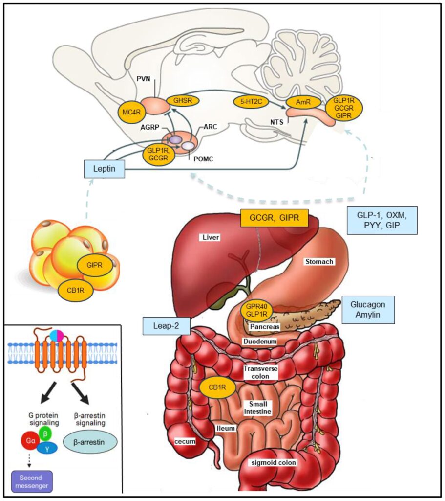 novel approach to managing obesity