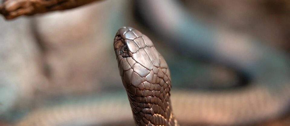 toddler bites and kills a snake