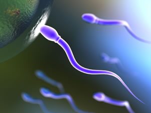 UK Sperm export