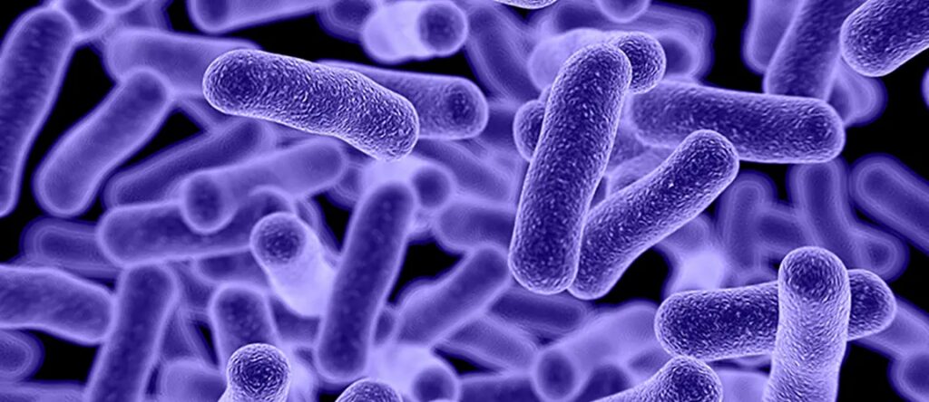 antibiotic-resistant bacteria