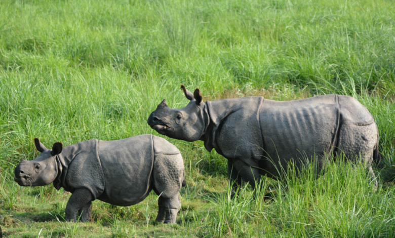 rhino population