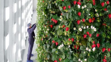 vertical berry farm