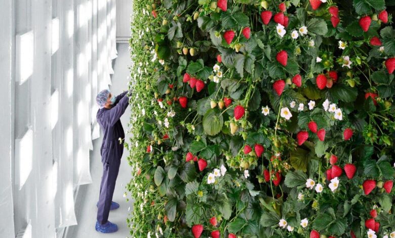 vertical berry farm