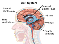 Cerebrospinal Fluid