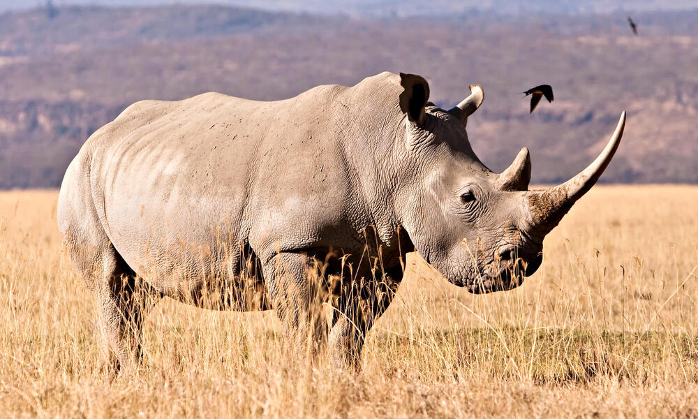 rhino population