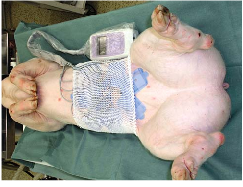 Endoscopy on Pig