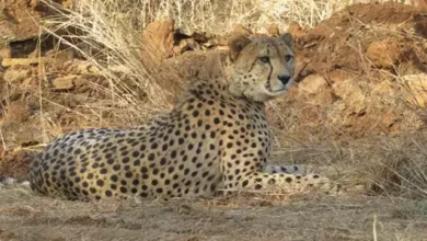 india celebrates two years of project cheetah with 24 cheetahs including 12 cubs