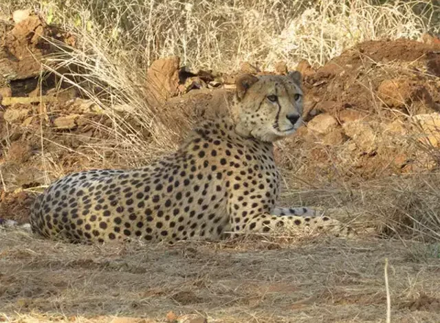 india celebrates two years of project cheetah with 24 cheetahs including 12 cubs