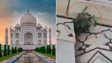 plant growing out of taj mahal dome 1726717196871 16 9