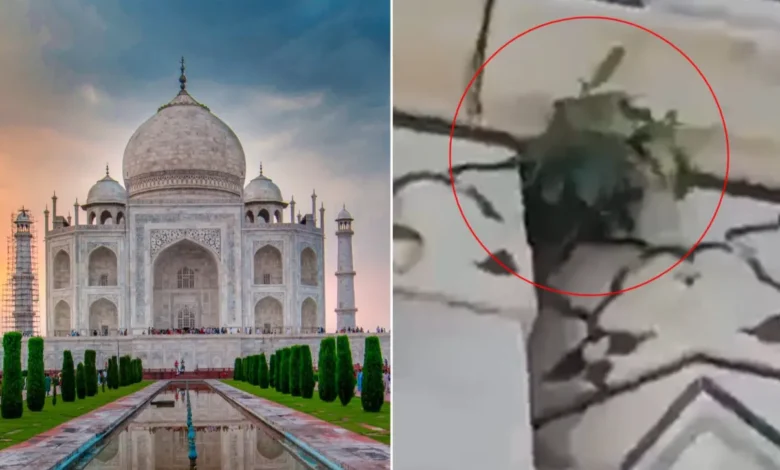 plant growing out of taj mahal dome 1726717196871 16 9