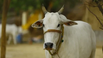 indigenous cow