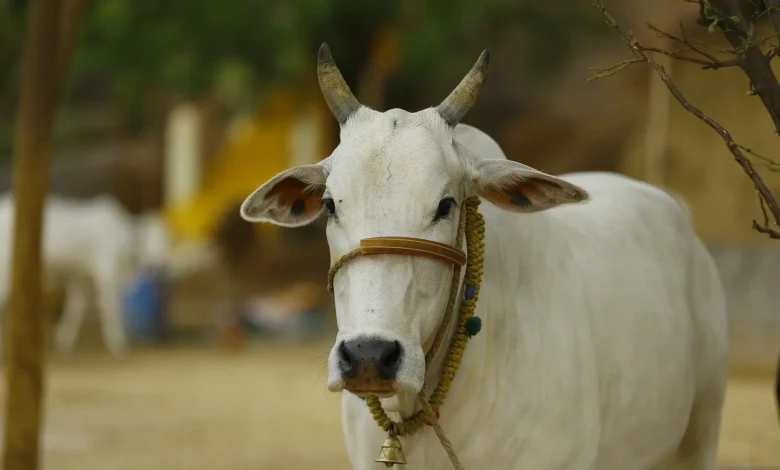 indigenous cow